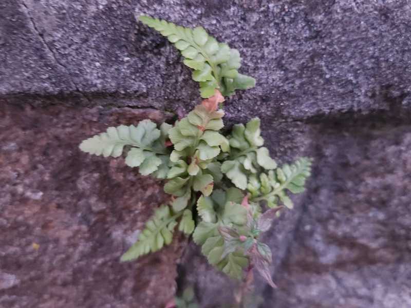 Spreading Spleenwort photo 6