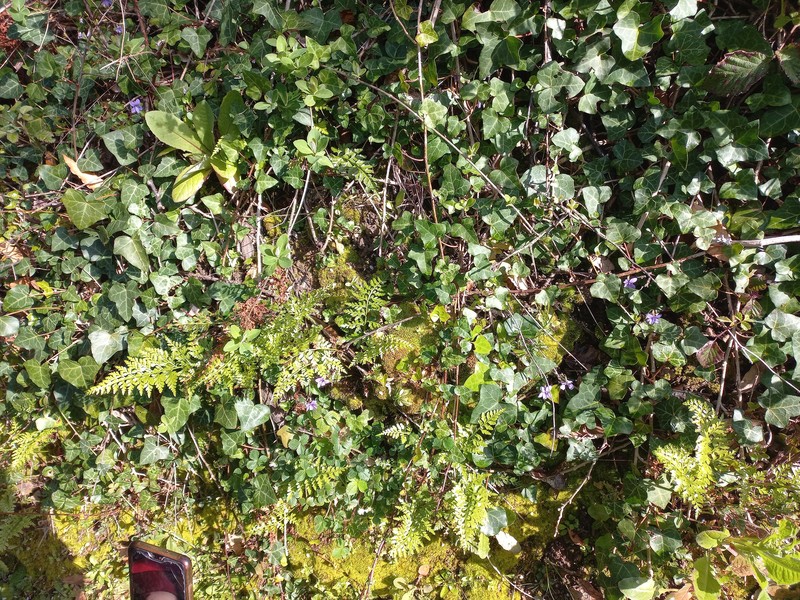 Spreading Spleenwort photo 7