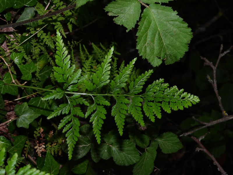 Spreading Spleenwort photo 8