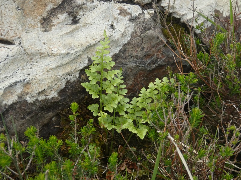 Asplenium adiantum-nigrum subsp. corunnense