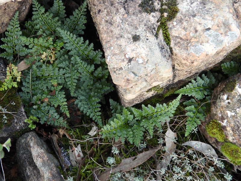 Asplenium adiantum-nigrum subsp. corunnense photo 2