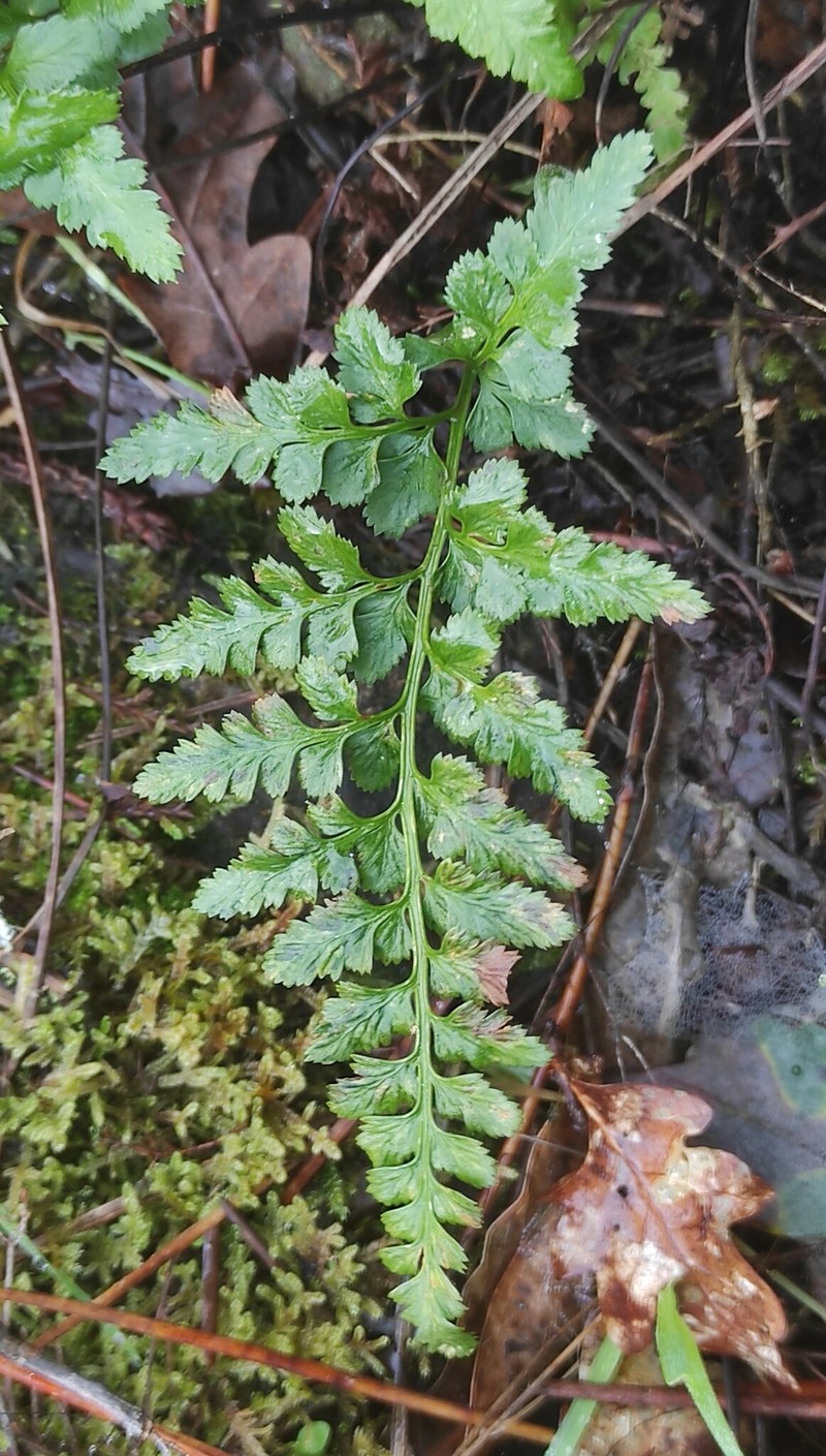 Asplenium adiantum-nigrum subsp. corunnense photo 3