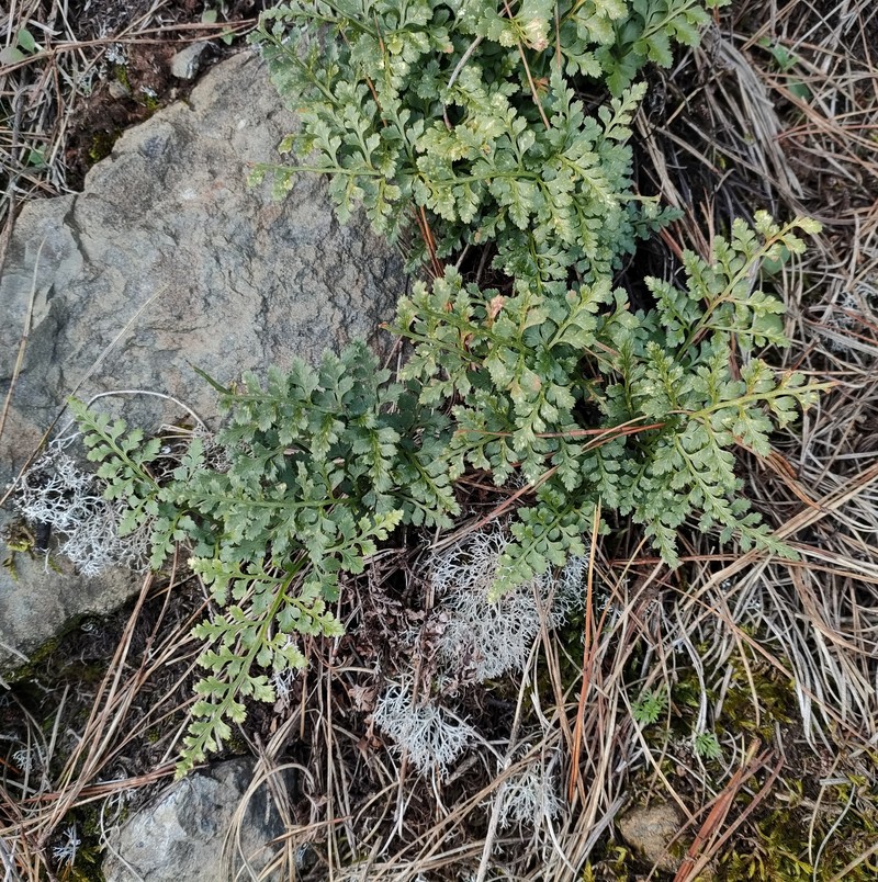Asplenium adiantum-nigrum subsp. corunnense photo 4