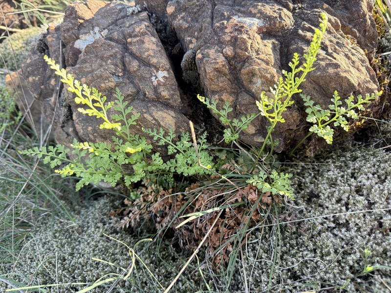 Asplenium adiantum-nigrum subsp. silesiacum