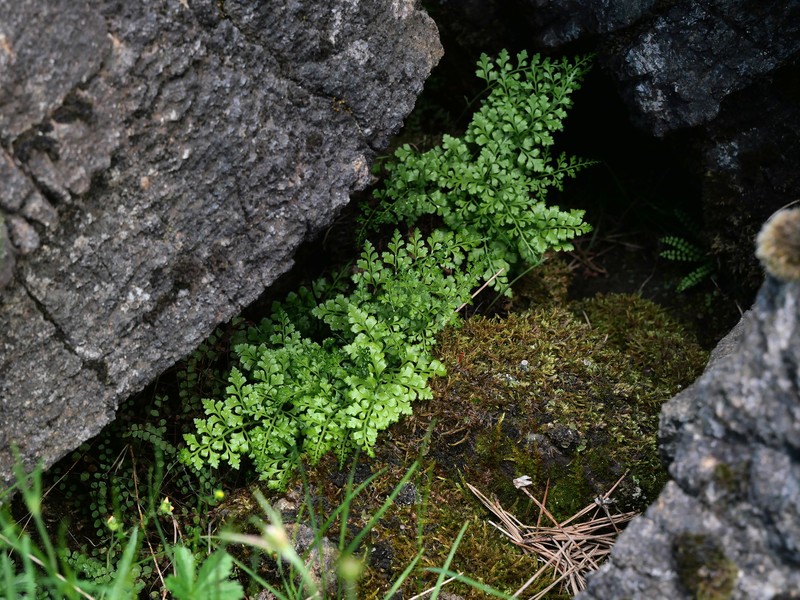 Asplenium adiantum-nigrum subsp. silesiacum photo 2