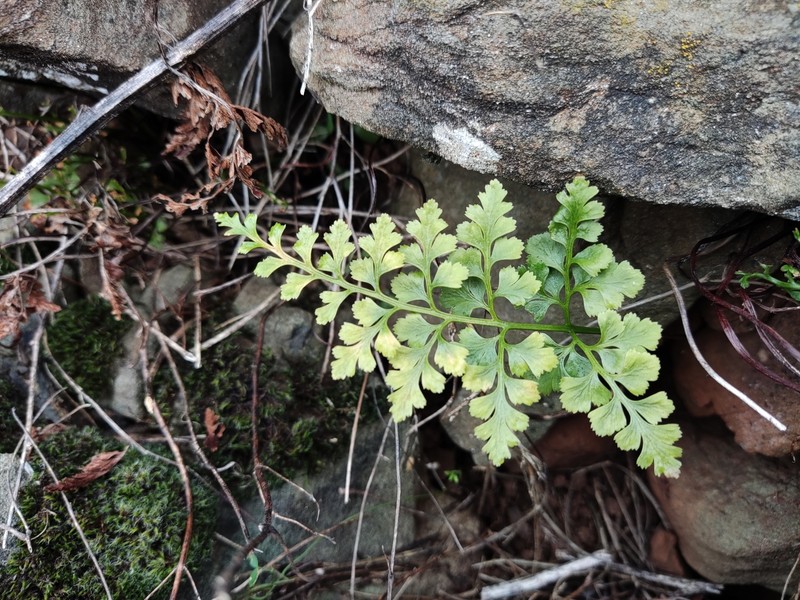 Asplenium adiantum-nigrum subsp. silesiacum photo 3