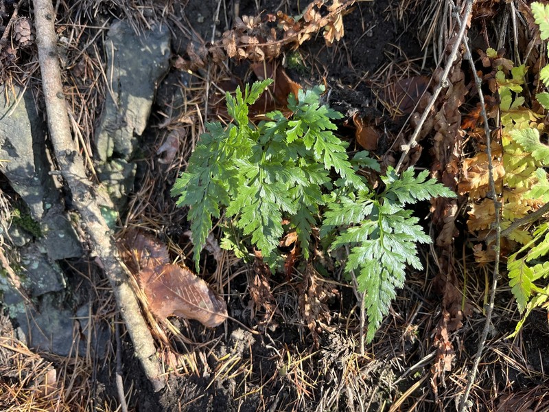 Asplenium adiantum-nigrum subsp. silesiacum photo 4
