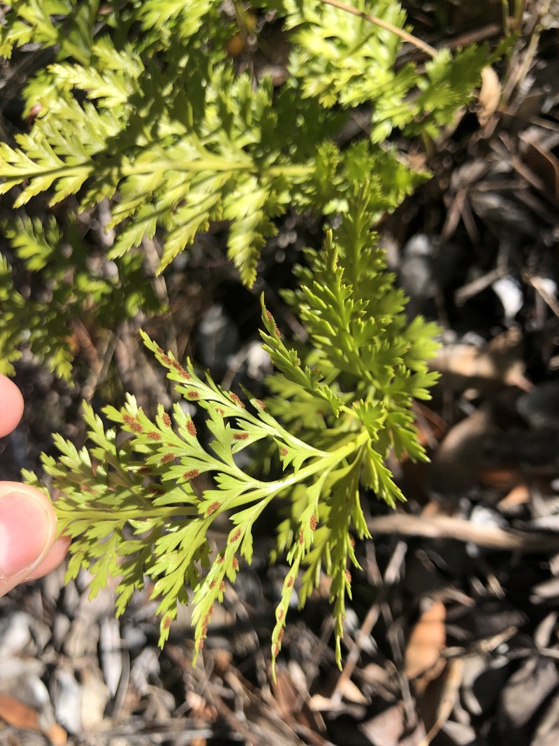 Asplenium adiantum-nigrum var. solidum