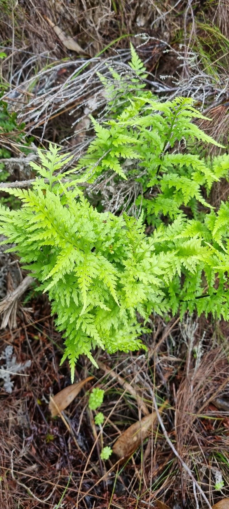 Asplenium adiantum-nigrum var. solidum photo 2