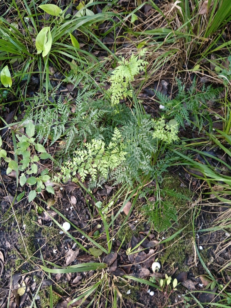 Asplenium adiantum-nigrum var. solidum photo 3