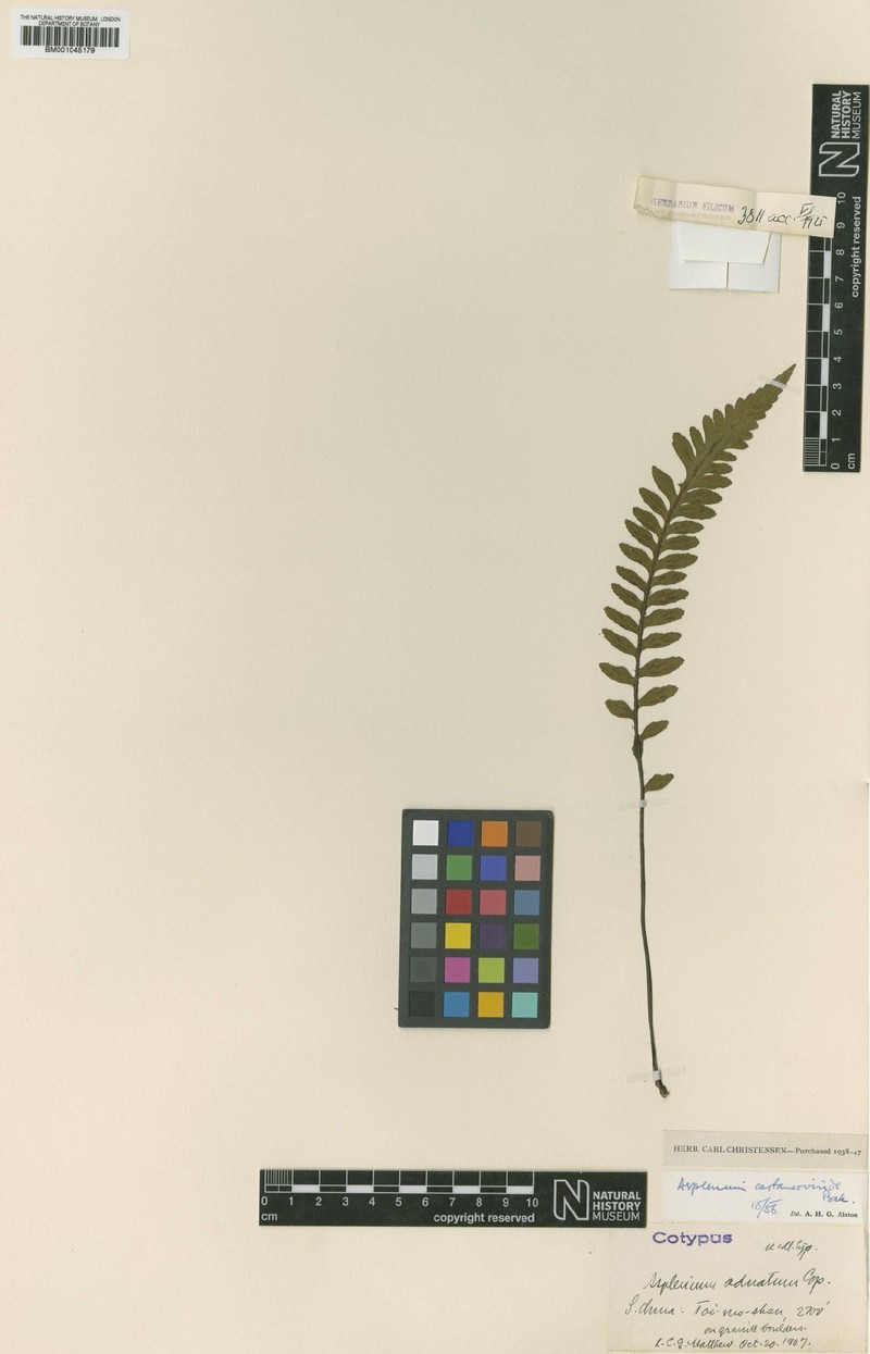 Asplenium adnatum