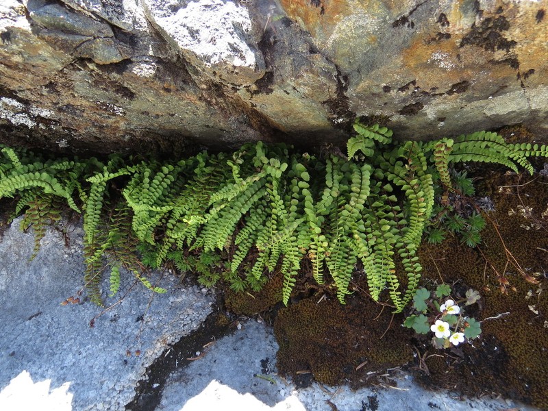 Ladder Spleenwort