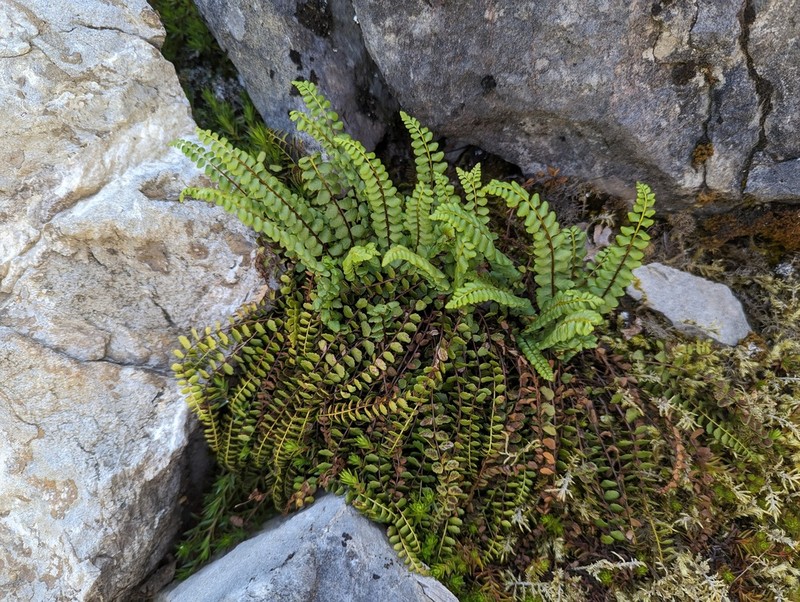 Ladder Spleenwort photo 2