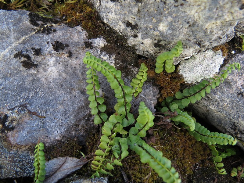 Ladder Spleenwort photo 3