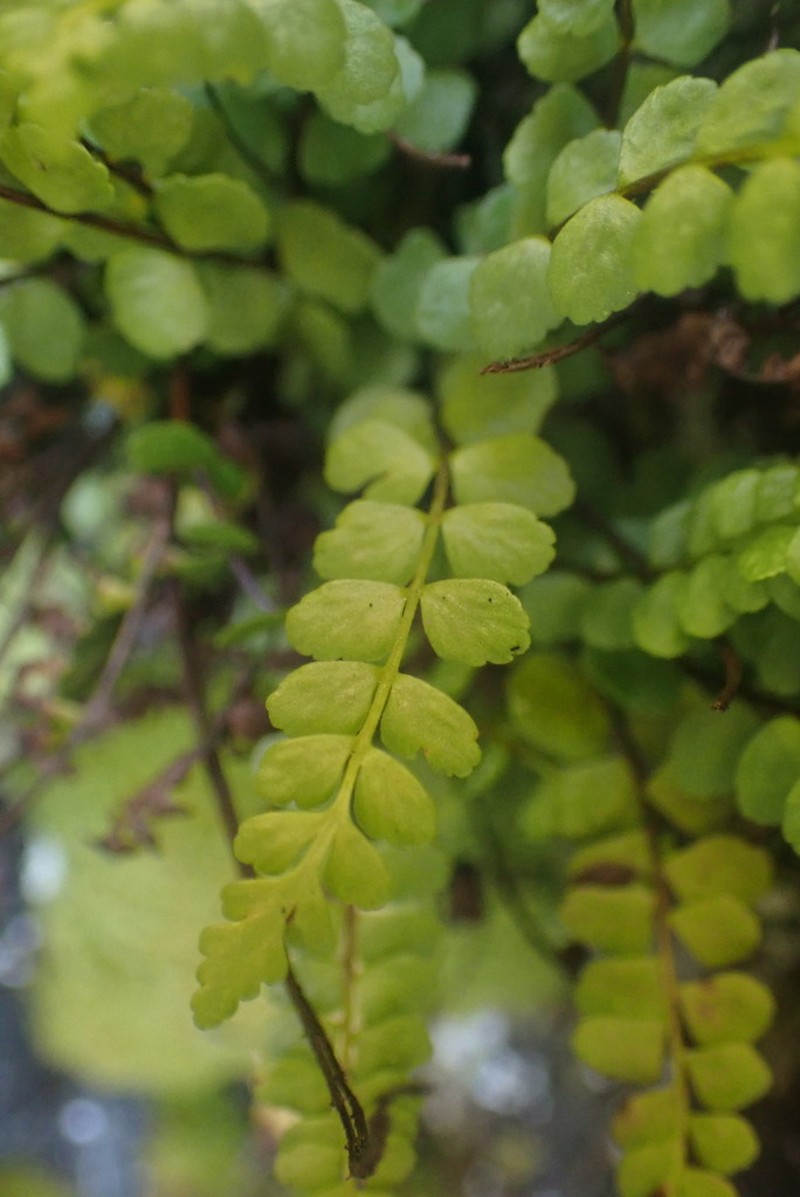 Ladder Spleenwort photo 4