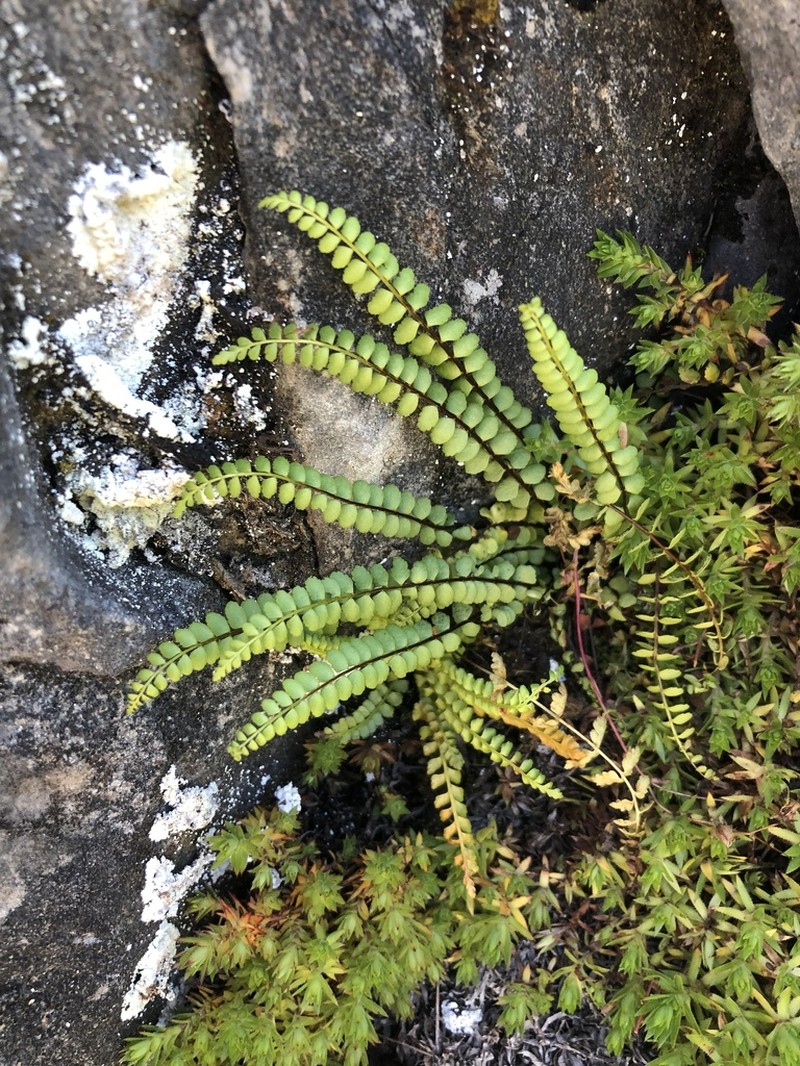 Ladder Spleenwort photo 5