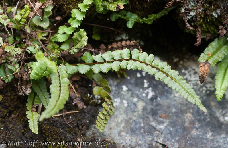 Ladder Spleenwort photo 6
