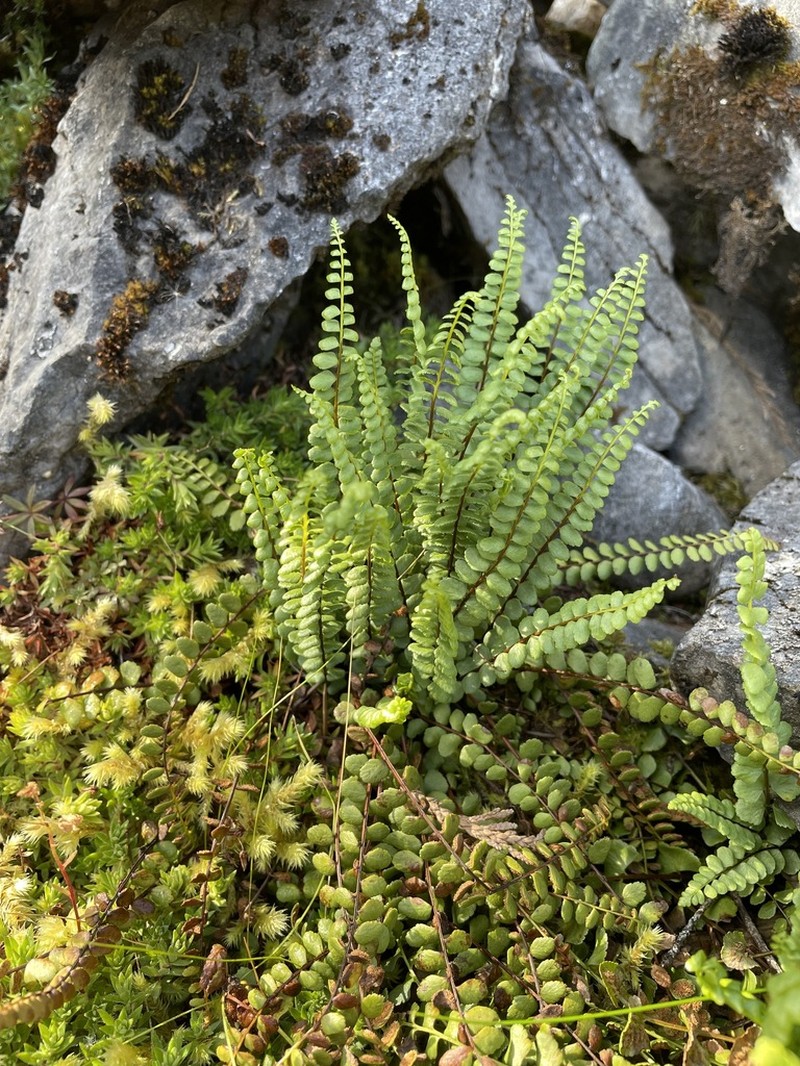 Ladder Spleenwort photo 7