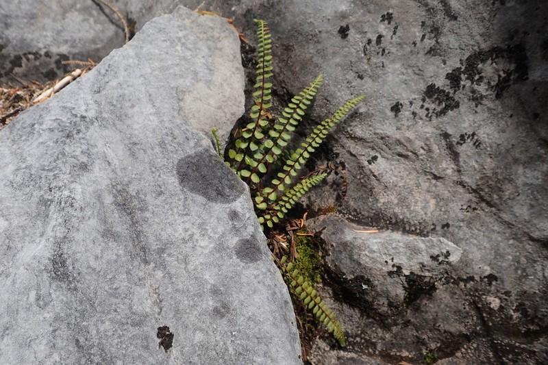 Ladder Spleenwort photo 8