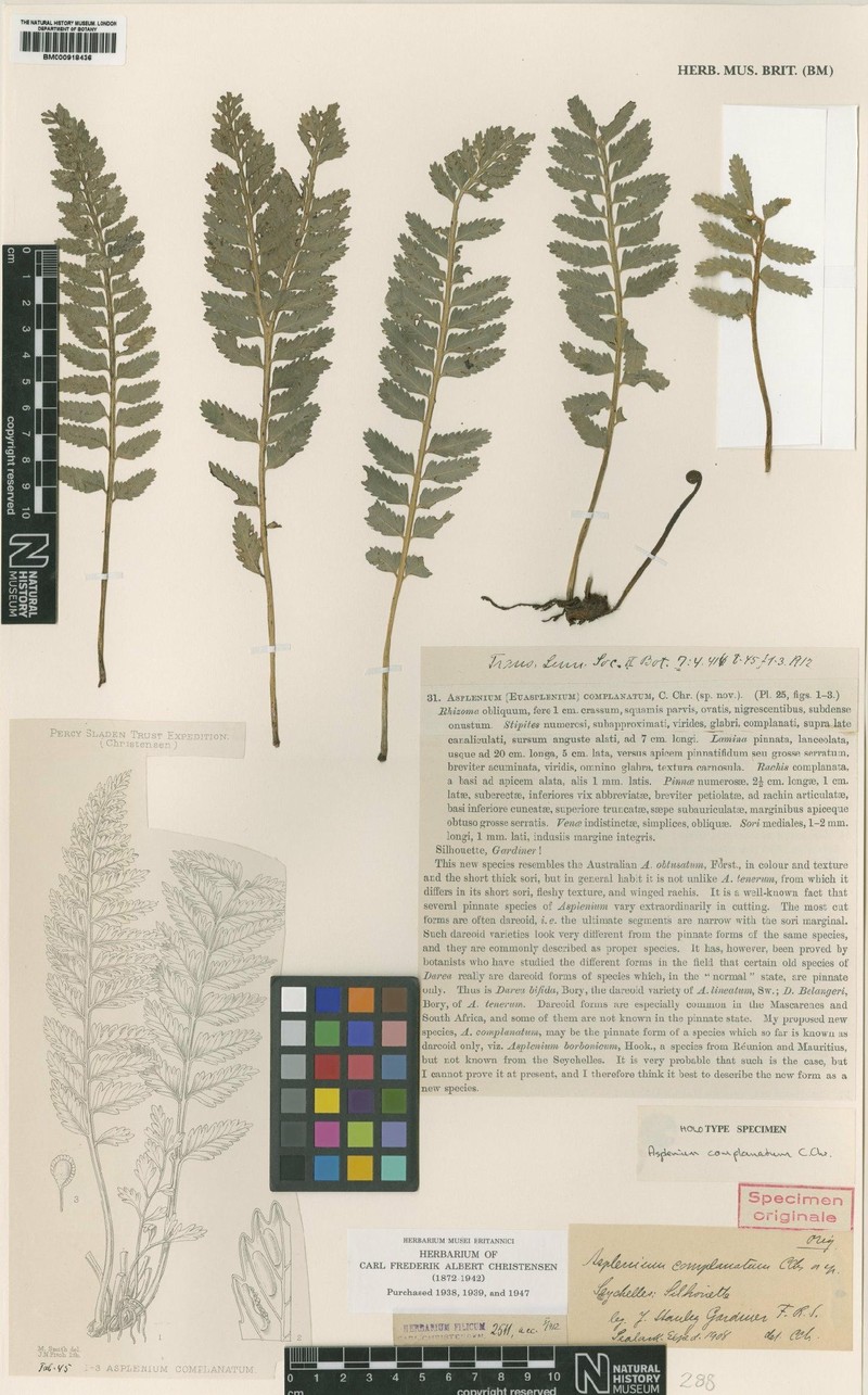 Asplenium aequibasis