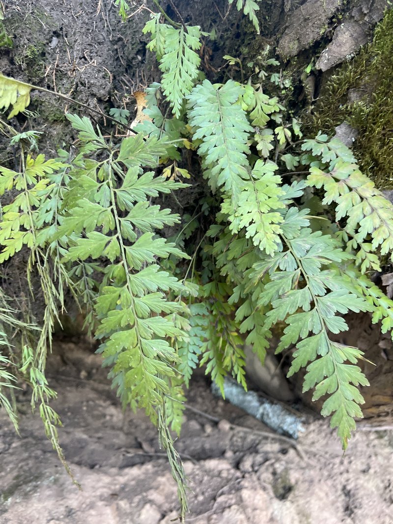 Egyptian Spleenwort