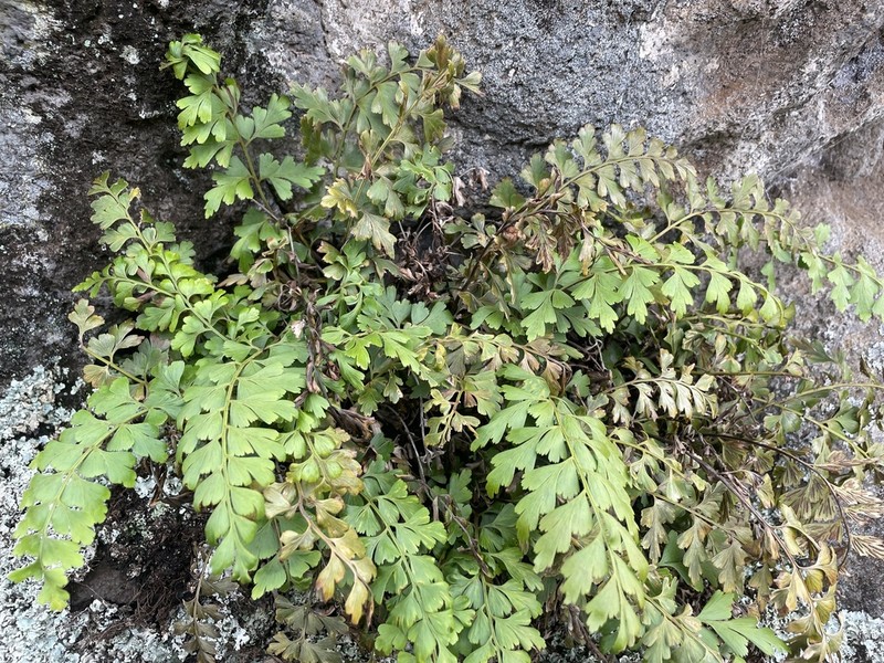 Egyptian Spleenwort photo 2