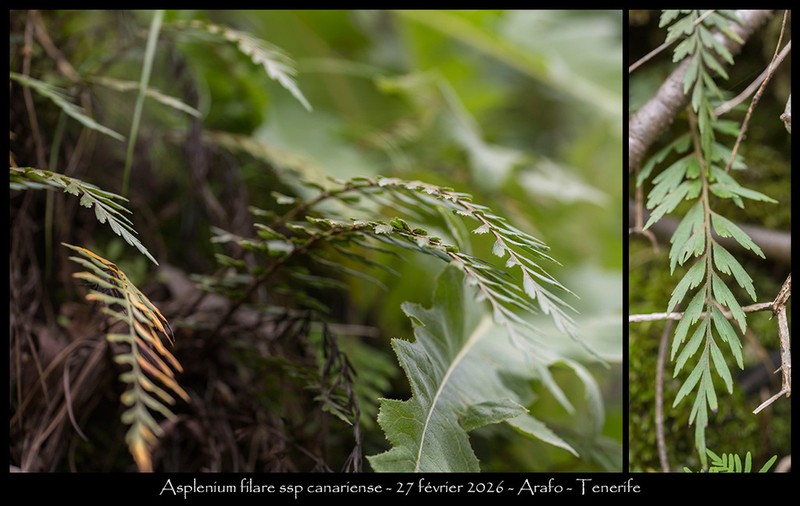 Egyptian Spleenwort photo 3