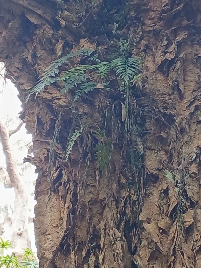Egyptian Spleenwort photo 4