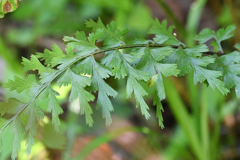 Egyptian Spleenwort photo 5