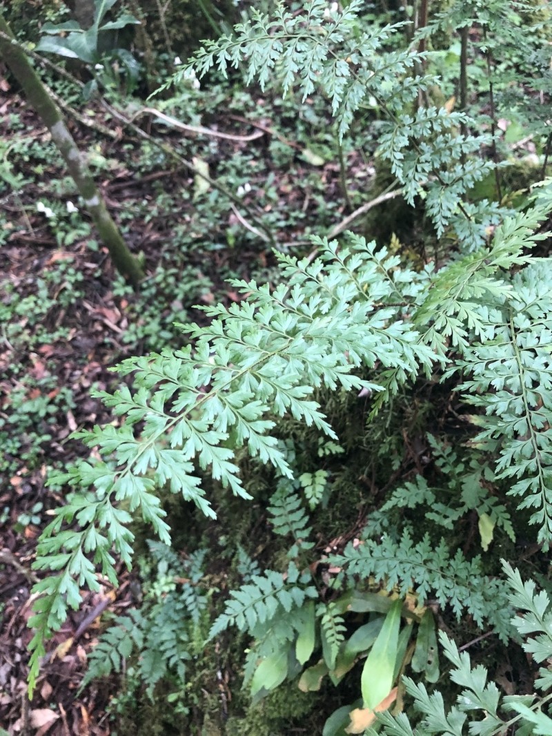 Egyptian Spleenwort photo 6