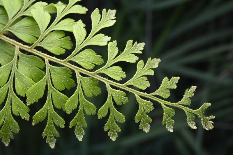 Egyptian Spleenwort photo 7