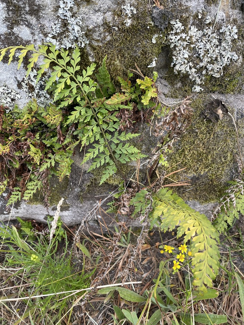 Asplenium aethiopicum subsp. aethiopicum
