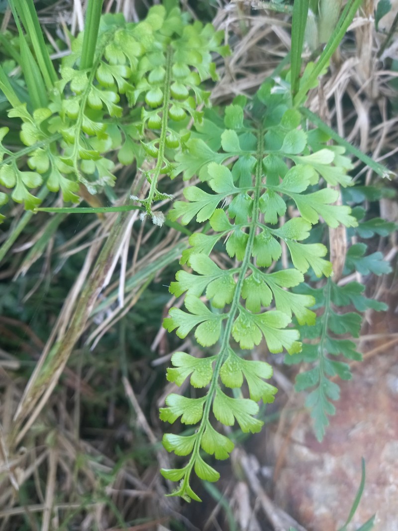 Asplenium aethiopicum subsp. aethiopicum photo 2