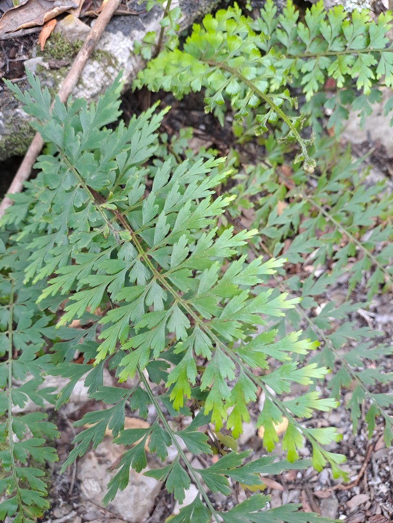 Asplenium aethiopicum subsp. aethiopicum photo 3