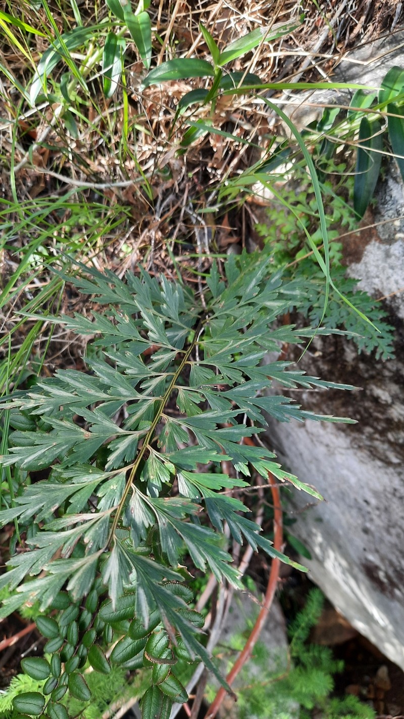 Asplenium aethiopicum subsp. aethiopicum photo 4