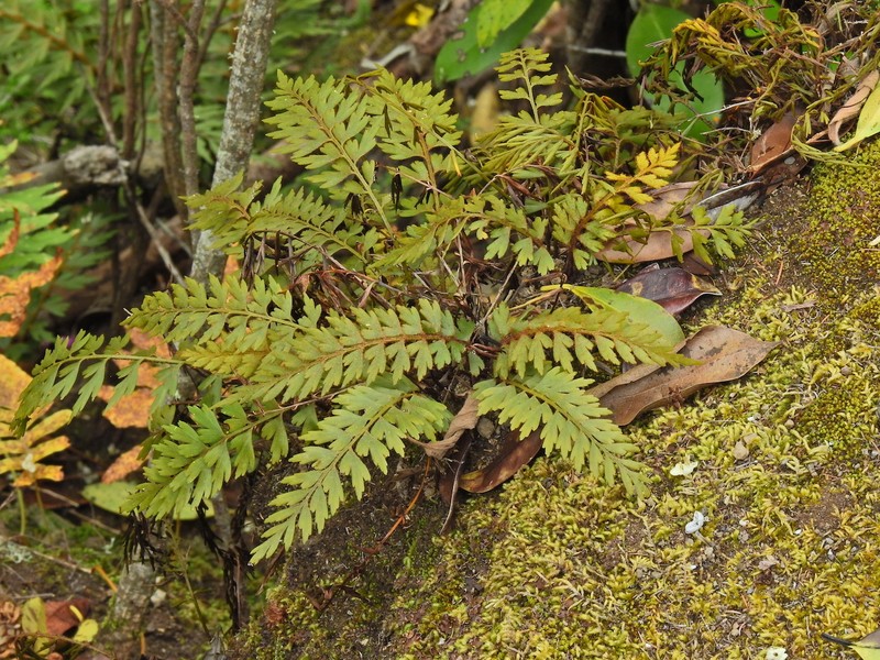 Asplenium aethiopicum subsp. filare photo 2