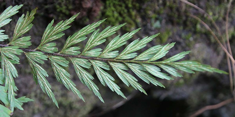 Asplenium aethiopicum subsp. filare photo 3
