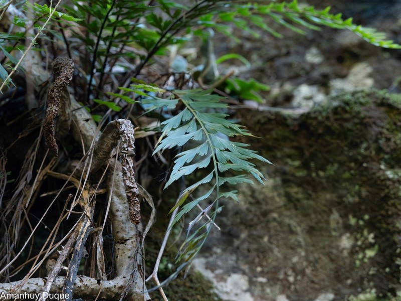 Asplenium aethiopicum subsp. filare photo 4