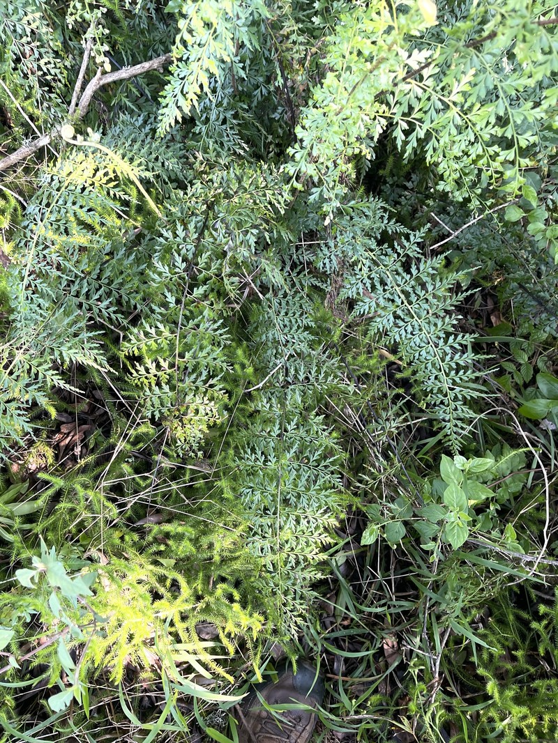 Asplenium aethiopicum subsp. tripinnatum