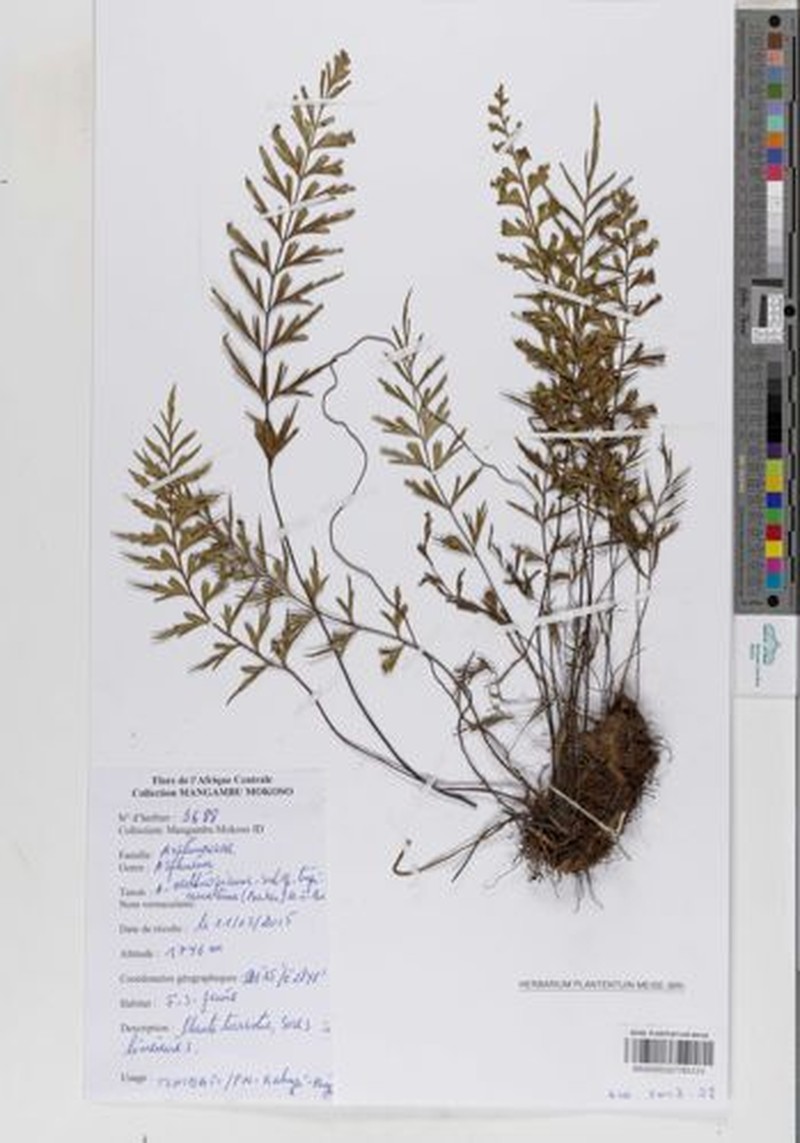 Asplenium aethiopicum subsp. tripinnatum photo 2