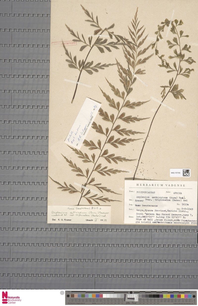 Asplenium aethiopicum subsp. tripinnatum photo 3