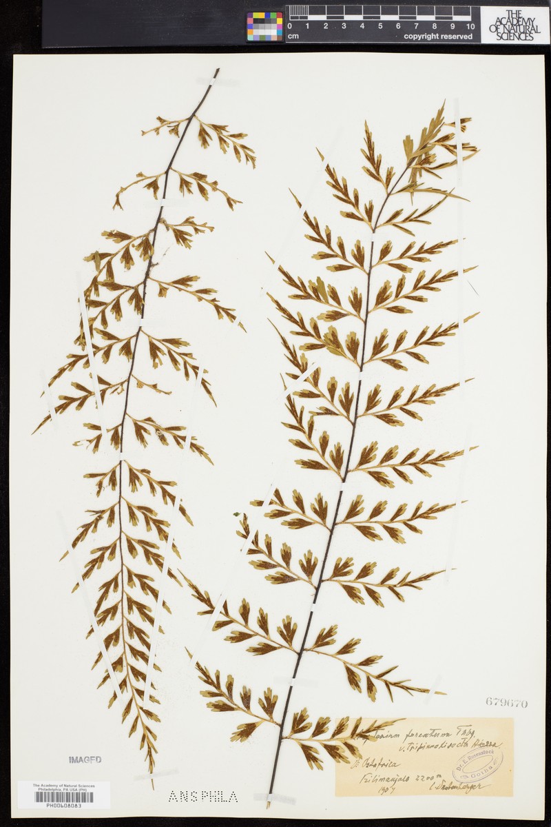Asplenium aethiopicum subsp. tripinnatum photo 4