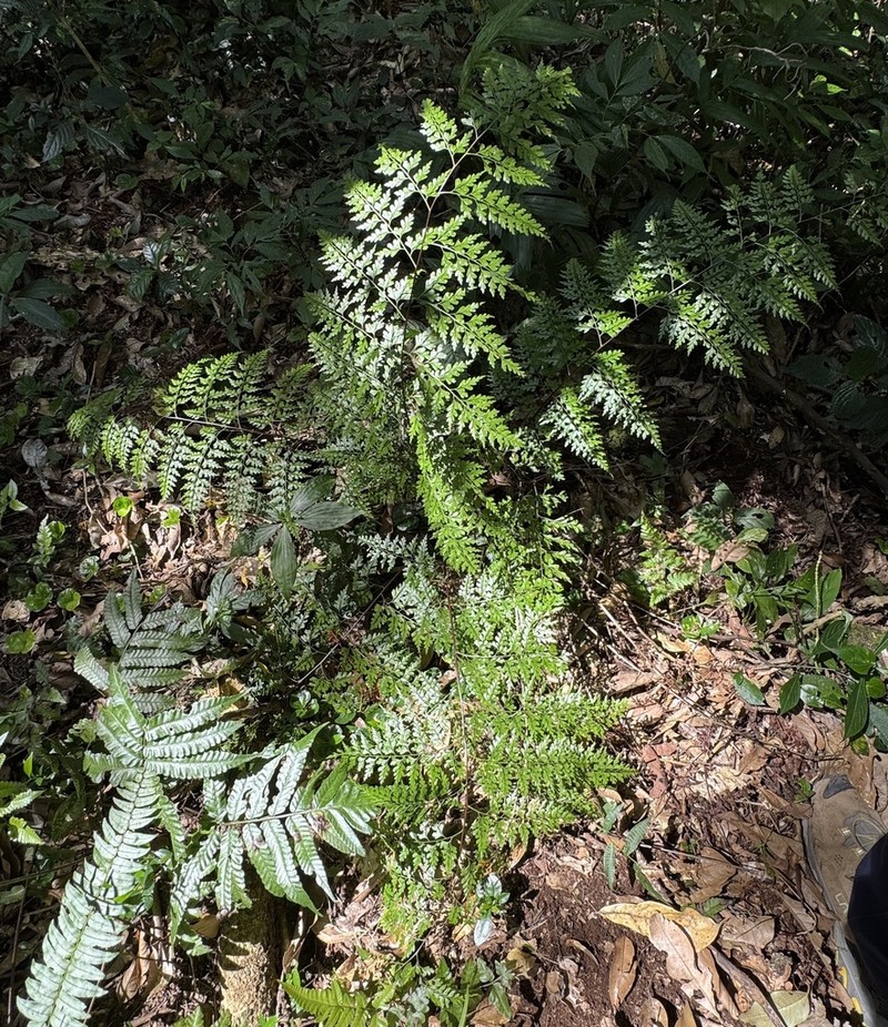 Asplenium affine
