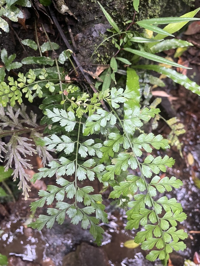 Asplenium affine photo 2