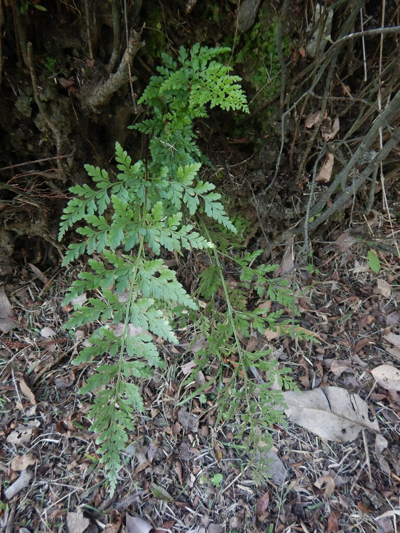 Asplenium affine photo 3