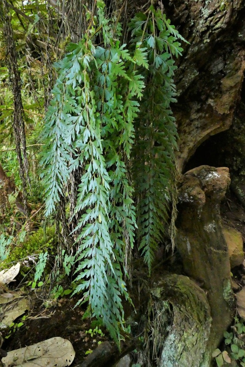 Asplenium affine photo 4