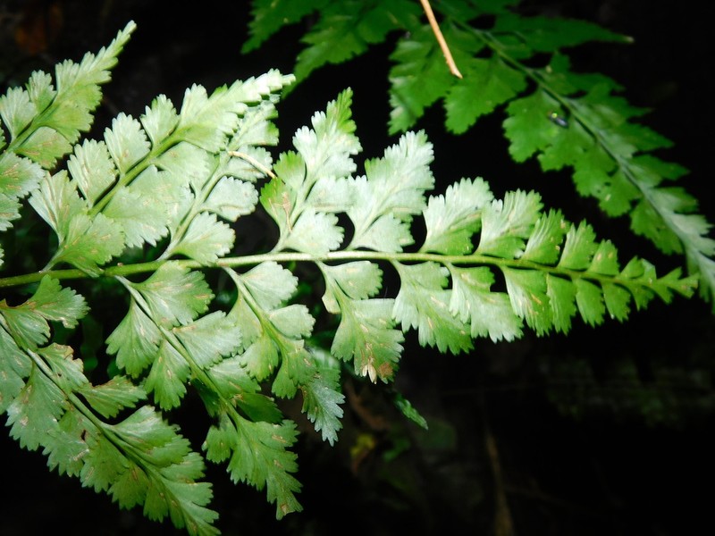 Asplenium affine photo 5
