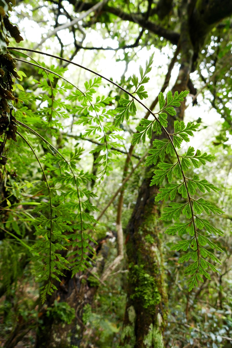 Asplenium affine photo 6