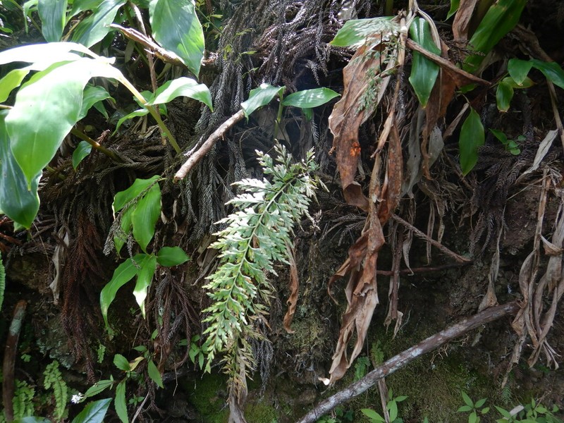 Asplenium affine photo 7