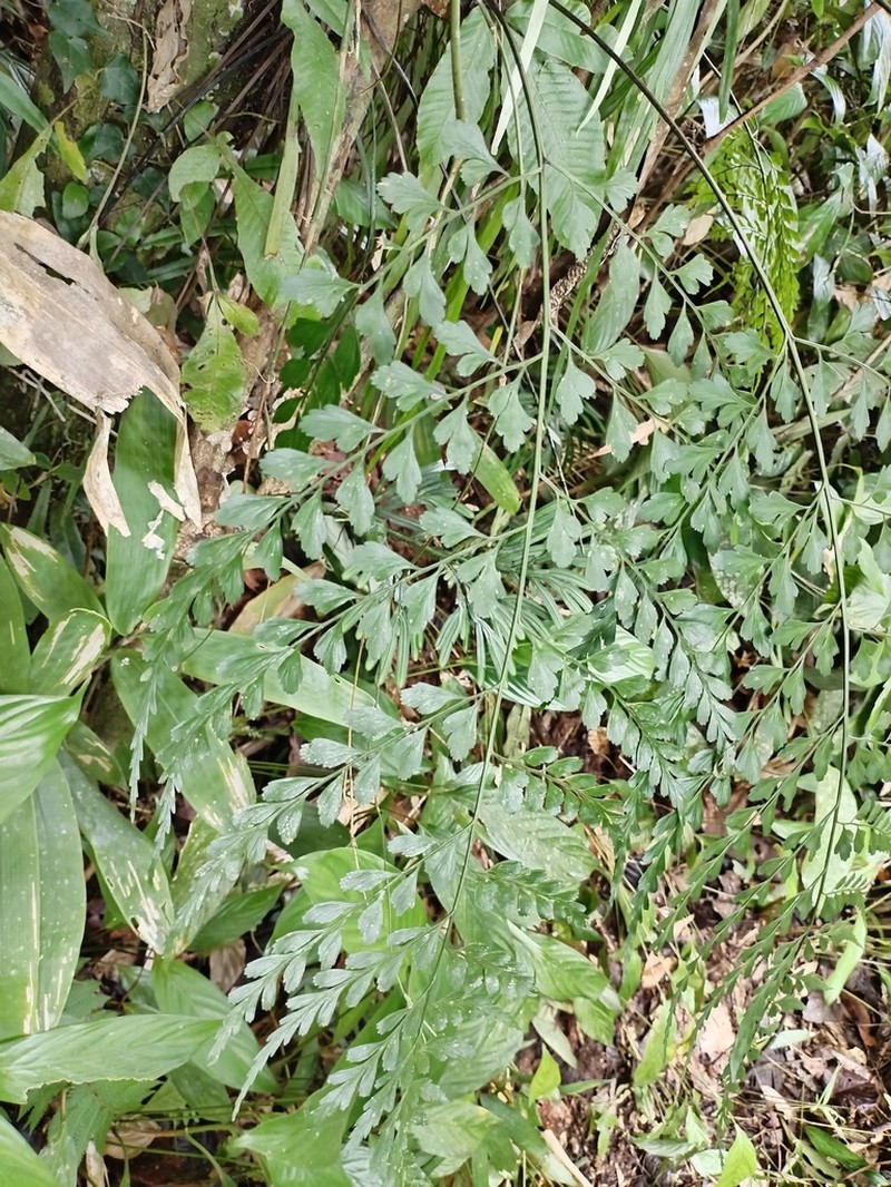 Asplenium affine photo 8